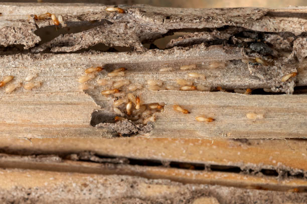  Parkersburg, IA Pest Control Pros