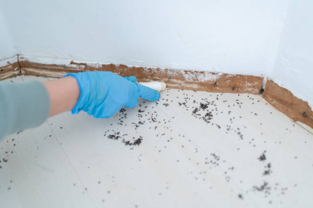 Best Pest Control Near Me in Parkersburg, IA